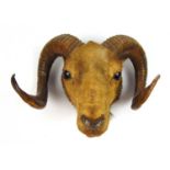 Taxidermy - an early 20th century ram's head with horns, 32 cm across horns