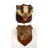 Taxidermy - two mounted studies of a snarling badger and an otter by Williams of Dublin