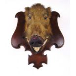 Taxidermy - A late 19th century mounted boars head on oak shield back, h. 74 cm