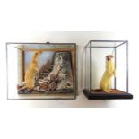 Taxidermy - two cased studies of standing stoats, max h. 30 cm