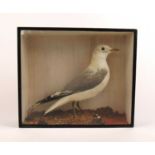 Taxidermy - a late 19th century cased study of a gull in naturalistic surrounds, by T. Harbour of