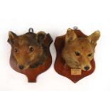 Taxidermy - two late 19th/early 20th century mounted foxes heads on shield backs