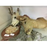 Taxidermy - two mounted study's of deer's heads on shield backs, max h. 42 cm