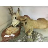 Taxidermy - two mounted study's of deer's heads on shield backs (A/F) , max h. 42 cm