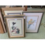 Six framed and glazed prints of flowers, insects, etc
