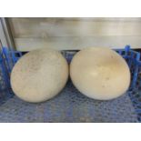 Two blown ostrich eggs