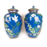 A large pair of Chinese blue ground cloisonné lidded vases with birds amidst foliage decoration,