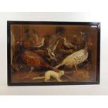 Taxidermy - a 19th century cased study including a stoat, woodpecker, kingfisher, two pheasants etc.