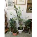 A selection of four potted plants , three being ferns