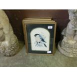 A set of eight framed and glazed prints of birds