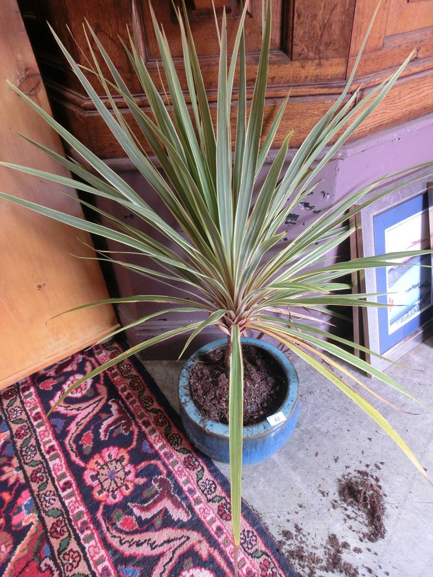 A green spiky plant in a glazed pot