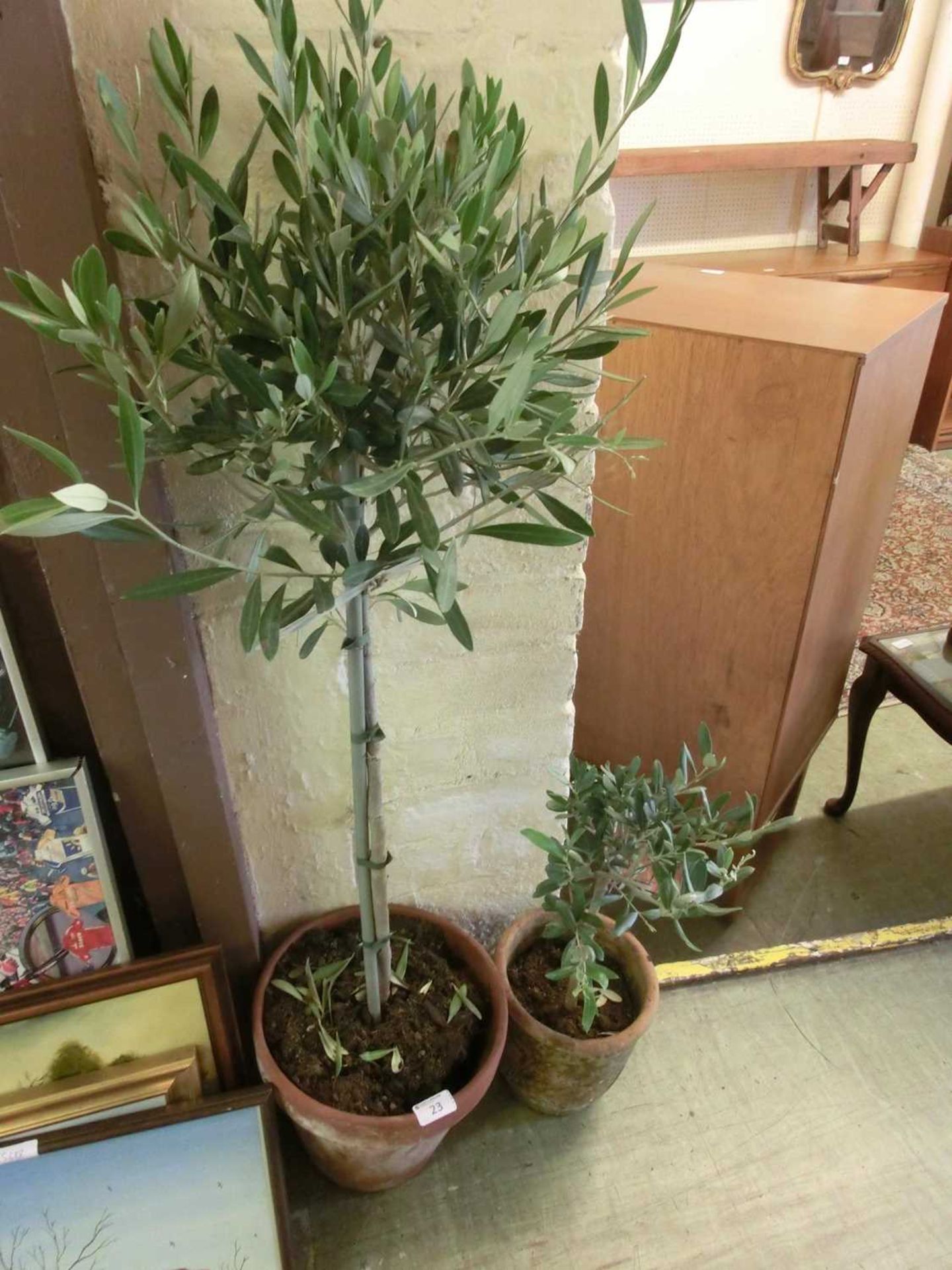 Two small potted olive trees