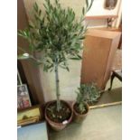 Two small potted olive trees