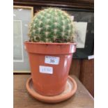 A spikey cactus in plastic pot