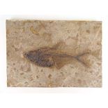 A fossilised fish from America, approximately 40 million years old, 30 cm x 21 cm