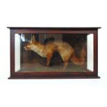 Taxidermy - an early 20th century cased study of a standing fox, h. 66 cm, w. 118 cmLater top to