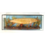 Taxidermy - an early 20th century cased study of a Pike in a naturalistic setting, h. 47 cm, w.