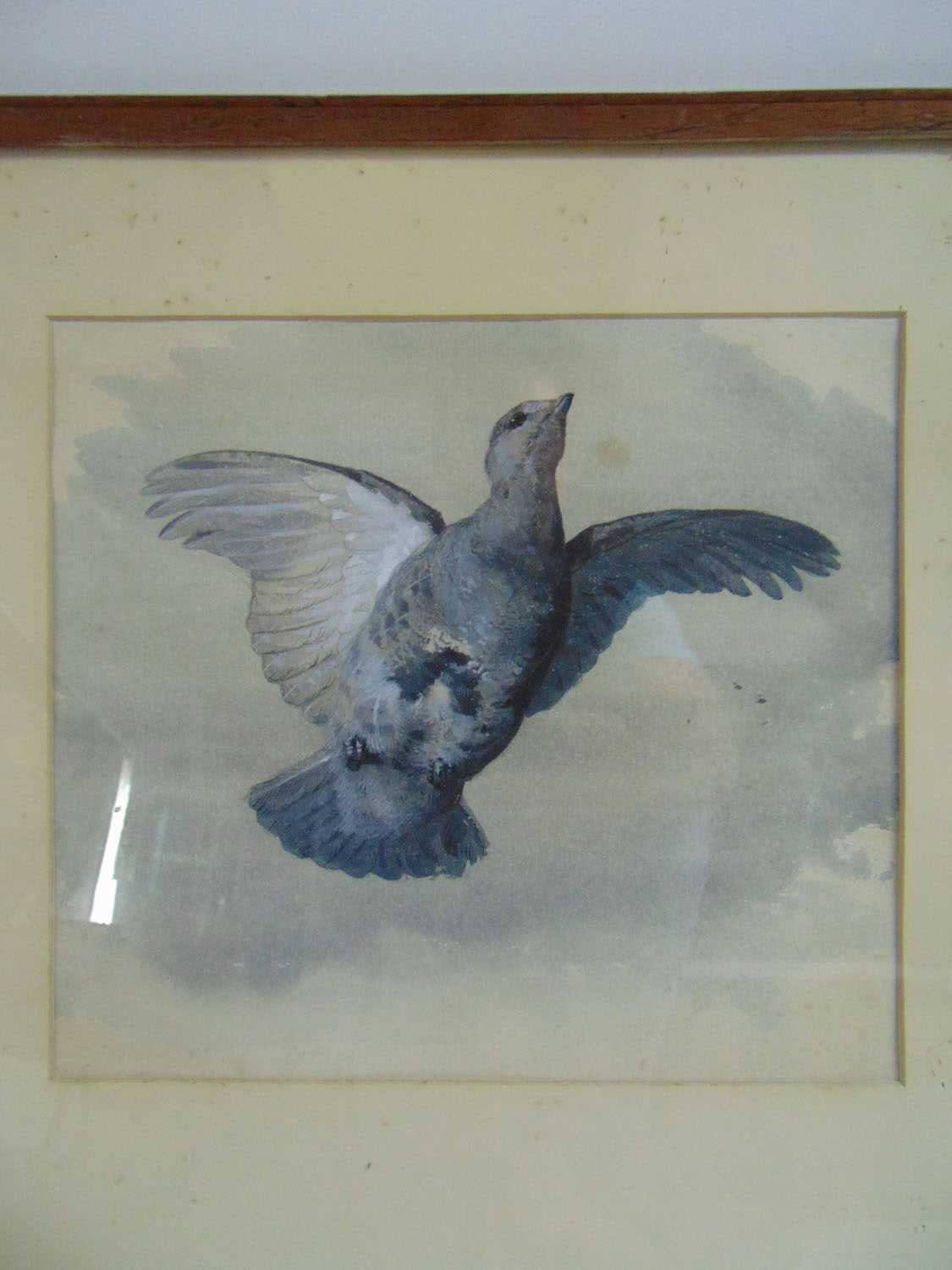 Archibald Thorburn (Scottish 1860-1935)bird in flightwatercolourunsigned, gallery label verso24 cm x - Bild 2 aus 3