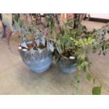 Two green glazed garden pots with green plants (on the way out)