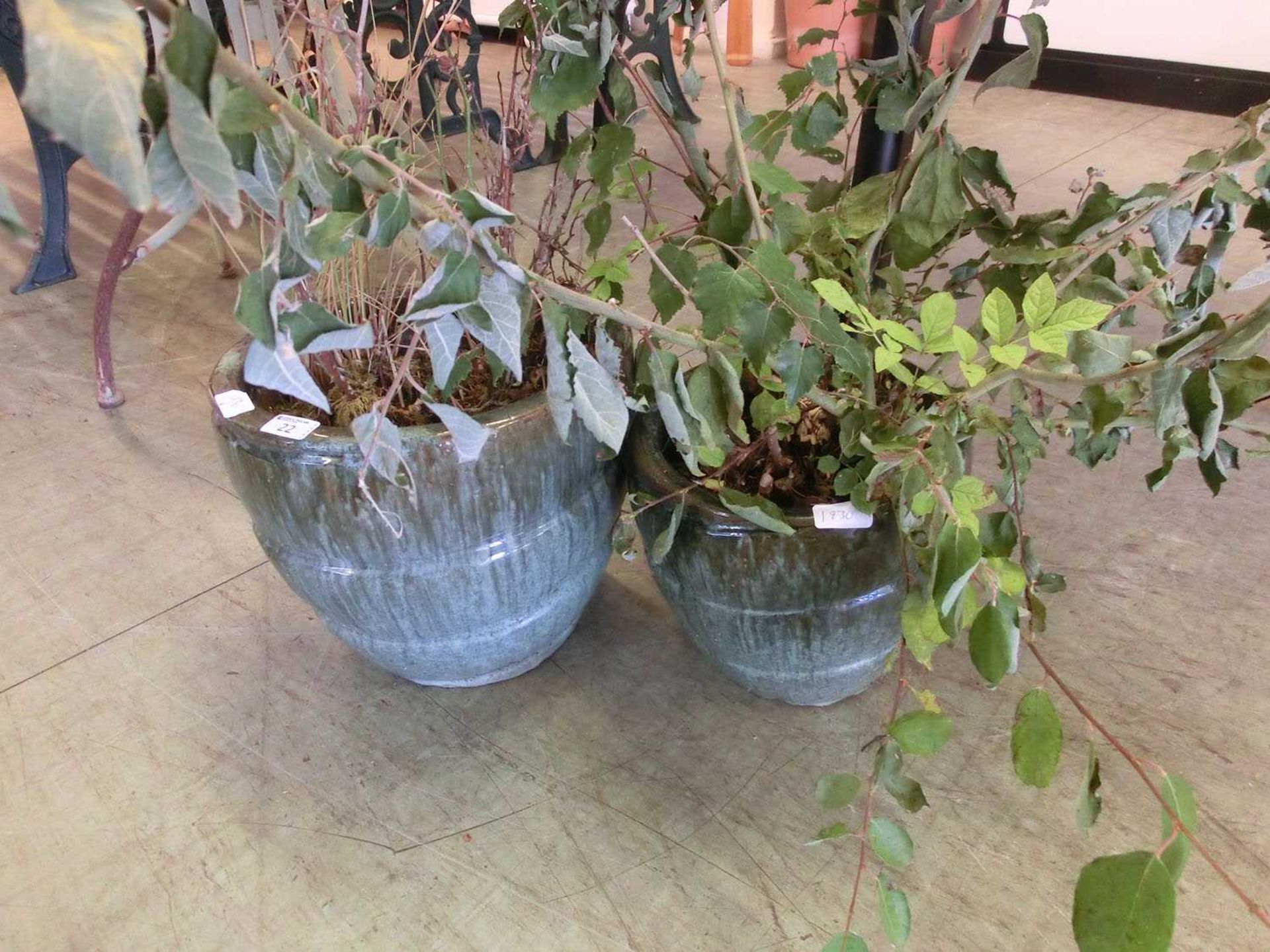 Two green glazed garden pots with green plants (on the way out)