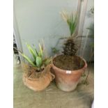 Two terracotta pots with aloe vera and a green plant