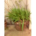 A 19th century cast iron pot with healthy green plants