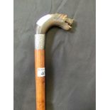 A walking cane with a white metal collar and a carved horn handle