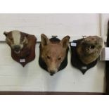 Three taxidermy studies of mounted heads to include a badger, a fox, and an otterOtter's plaque