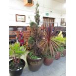 A large modern glazed garden pot with tree