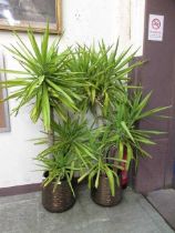 Two potted Yucca plants