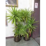 Two potted Yucca plants