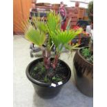 A large green glazed garden pot with palm plant