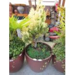 A large glazed garden pot with plant