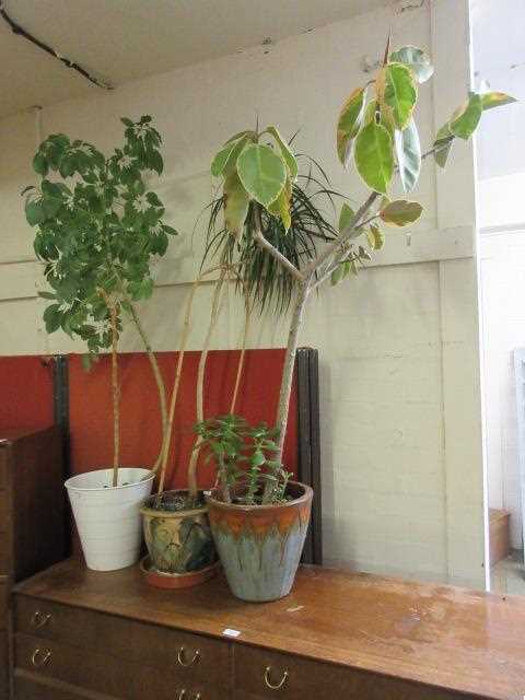 Three green plants in pots