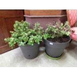 Two green plants in grey pots