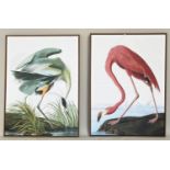 PRINTS, after James Audubon, a pair, framed, 113cm x 83cm. (2)