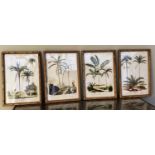 REPRODUCTION VINTAGE BOTANICAL PRINTS, a set of four, 50cm x 35cm. (4)