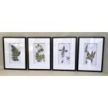 BOTANICAL PRINTS, a set of four, 70cm x 50cm each, framed (4).