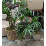 BUTTEFLY PALM TREES, a set of three, 170cm at tallest various sizes. (3)