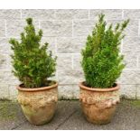 BOX BUSHES, a pair, in terracotta planters, 102cm x 30cm. (2)