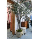 FAUX OLIVE TREE, and faux olive display in ceramic oil jar, 250cm H. (2)