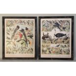 NATURALIST PRINTS, Reproduction French, a set of 2, on board, framed, 110x87. (2)
