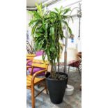 DRAGON TREE, 187cm H, potted.