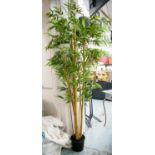 FAUX BAMBOO, 210cm H, potted.