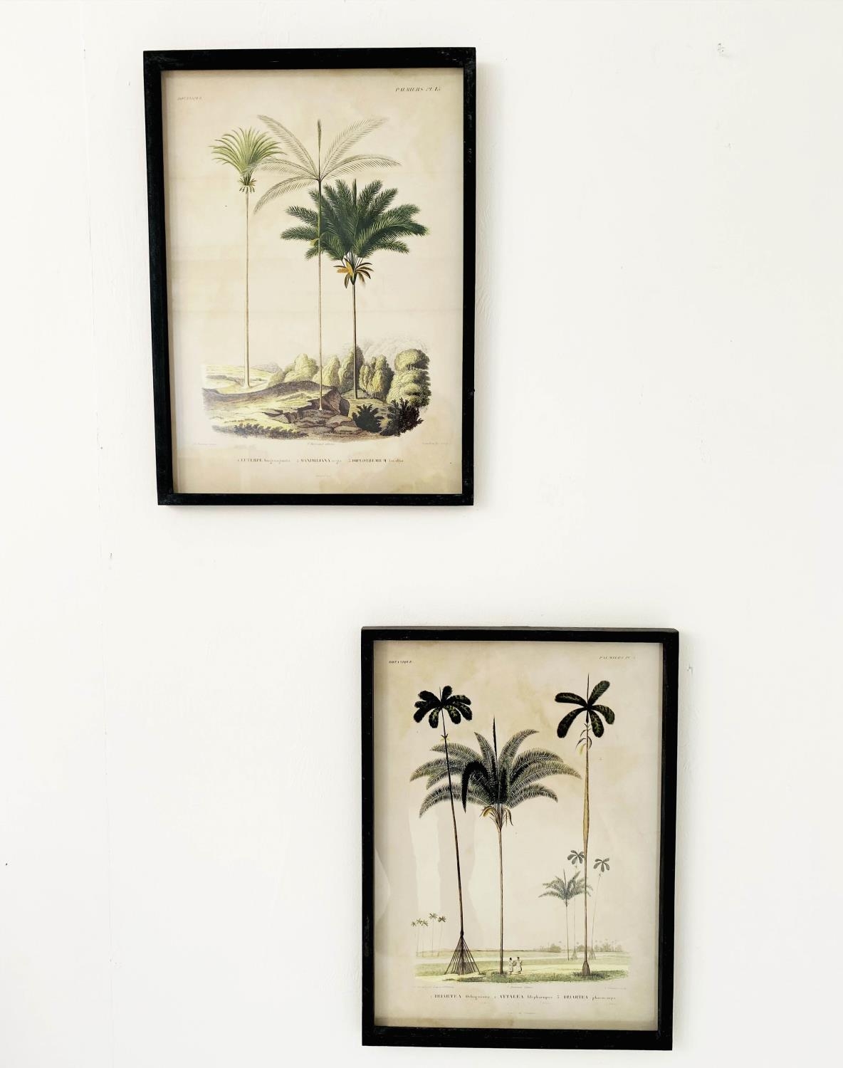 BOTANICAL PRINTS, reproduction vintage, a pair, framed and glazed, 56cm x 41cm. (2)