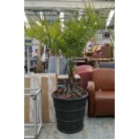PALM TREE, 200cm tall in pot with alpine succulent underplanting.