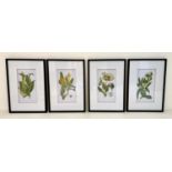 BOTANICAL PRINTS, set of four, various, framed and glazed, 70cm x 50cm. (4)