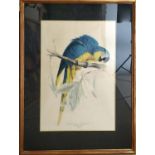 EDWARD LEAR 'Macrocercus Ararauna, Blue and Yellow Macan', lithograph, framed, 53cm x 72cm, framed.