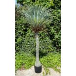 FAUX PALM TREE, 190cm H, potted.