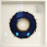 KATE MccGWIRE 'Sepal Speculum III', feathers arrangement, 41.5cm x 41.5cm, box framed. (Subject to